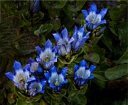 Gentiana calycosa - Hiker's Gentian 18-1716-21_1